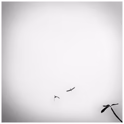 The Flight of the Macaw. Caracas, March 2023.