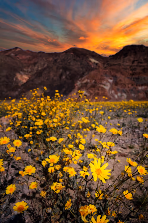 Item #101131428219737421258905358447066100782642881708767495255193714659595636441089 Media