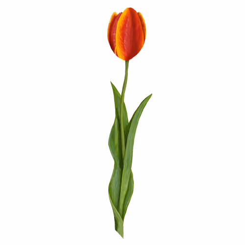 Tulip Mania