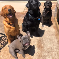 The Gang