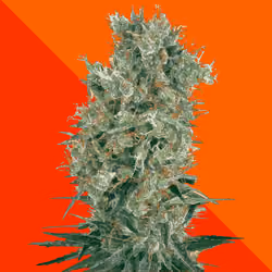 Orange Bud