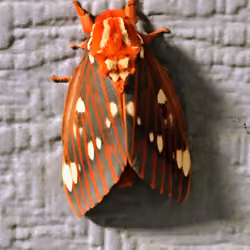 O.J. Moth