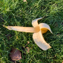 Banana Art Basel #54