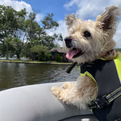 Cinnamon Loves Boats