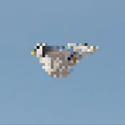 _01_Seagull