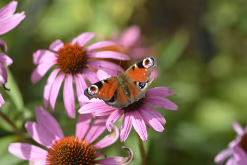 Item #39225727921840912597516203227835836698133878040705777372524793213592530845697 Media