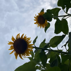 Evening Sun 