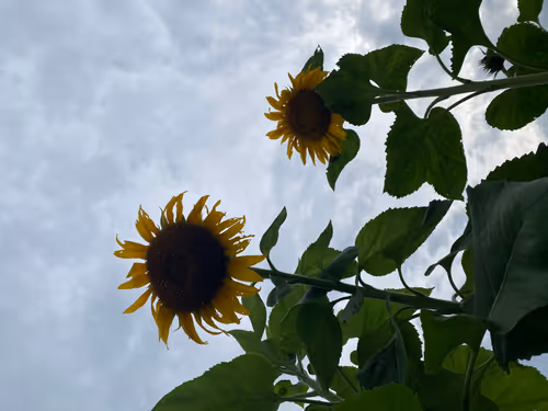 Item #25350083611604470530281593362228819369712463321341820751446110022018134966273 Media