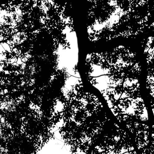 Item #19755943560703832549694930259889174281342606690861395808005517939842362638337 Media