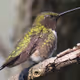 Hummingbird #032