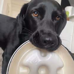 give me Meals