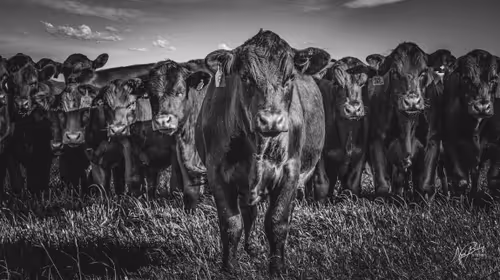 Item #8653445903975007545697242218960983342825660829080362781207560833514032070657 Media