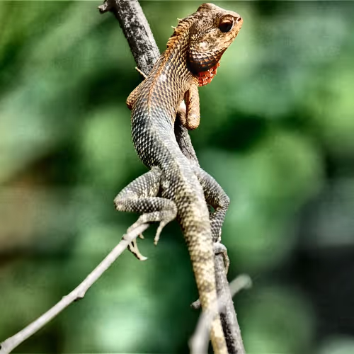Cool Geckos