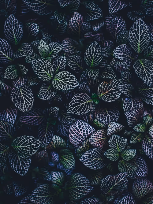 Item #104394746936319360627946777373418206348434444542332590653140040154122387718145 Media