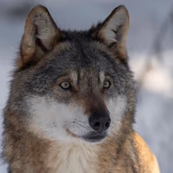 Swiss wolf