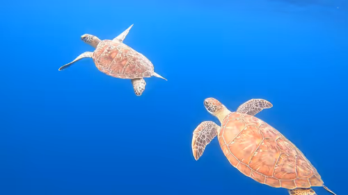 Item #93917210928009552265570427413341546020590352631026157694666951334044666691586 Media