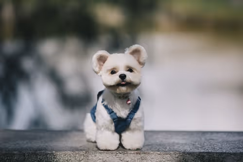 Item #21607923784025543658024067331009769919395041958272689574271021088076040503297 Media