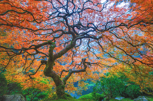 The Trees of Life