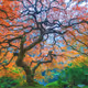 The Trees of Life