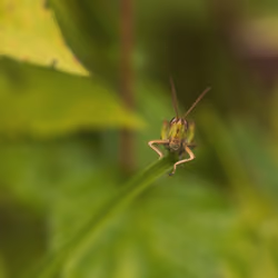 Grasshopper #7