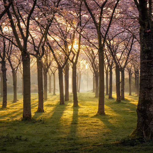 The cherry trees