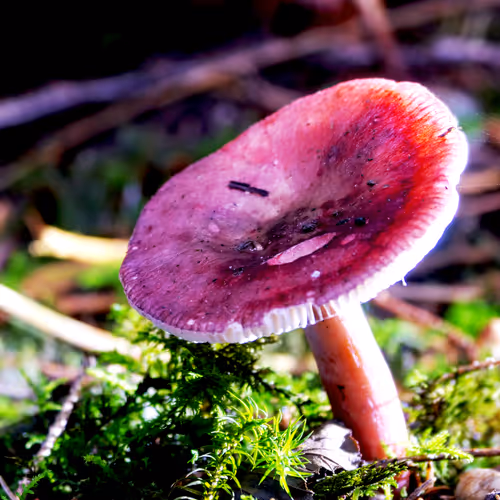 Realfungi