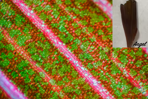 Item #83492542219966292281678492459995273614130213244614101144777663926763821989889 Media