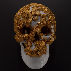 Goldboy White 1- Stage of infection