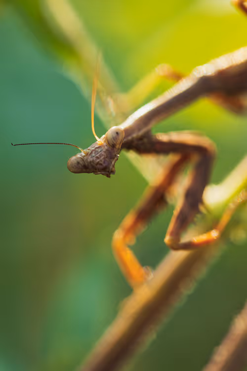 Item #105090597216655980557633683149084672751347825439893935605656298054005213364225 Media