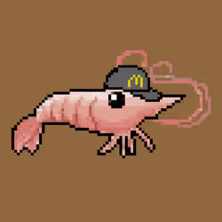 ORDINARY SHRIMP 6
