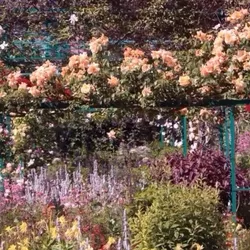  Flower Colors