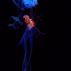 Aurorae #15