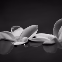 Plumeria on water