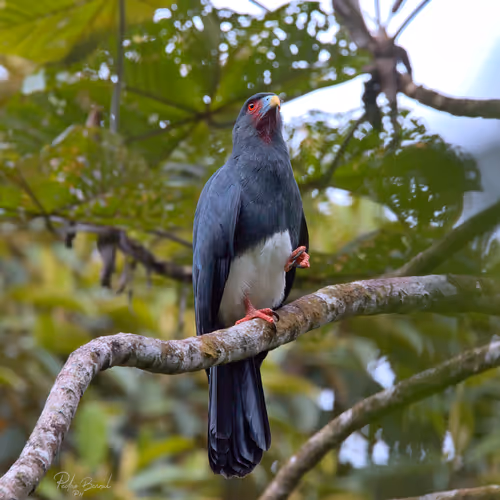 Item #76723362783280478533997952640177478162370392864243199552253501700812795019265 Media