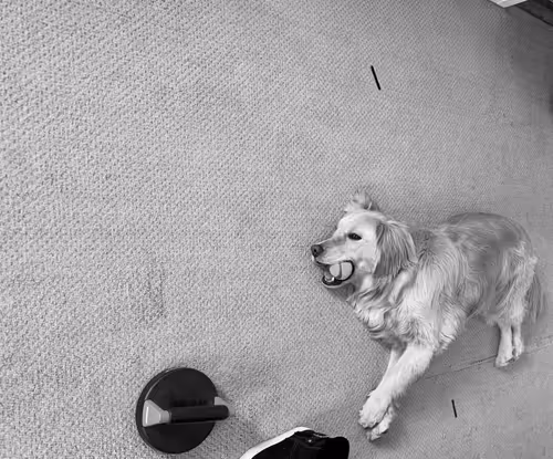 Item #31732020436559280033992312493119526384566116401417850517374032274936022695937 Media