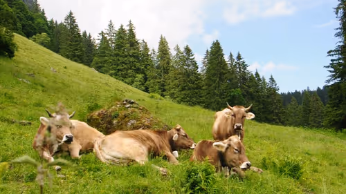 Item #92971587401879212914465603849674525645265351012255145539777938635591511965705 Media