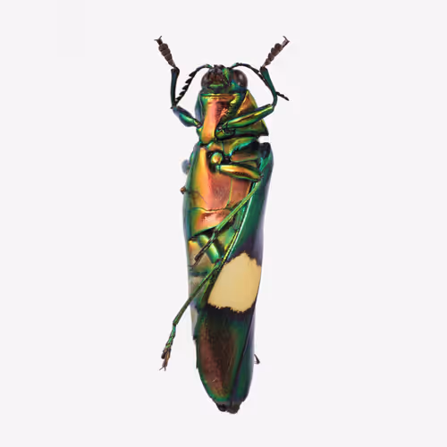 Item #111059480755819072401472915714429599823664809872456549623330074137070850277377 Media