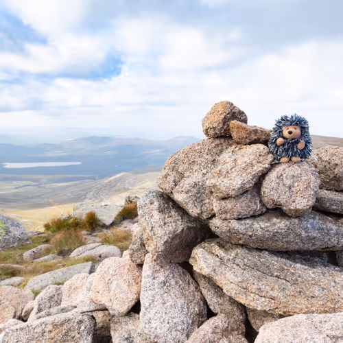 Porcupines Adventures