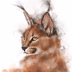 Wildcat