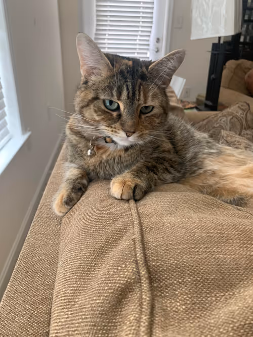 Item #21531615897273917494643809456080524112478339687526005808292635596910722285569 Media