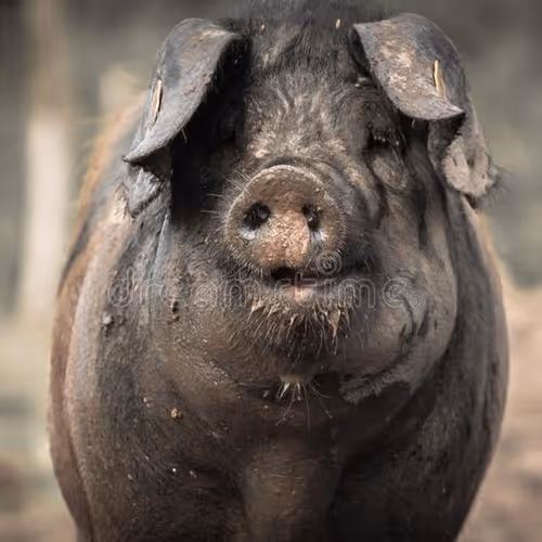 Goldenballs Collection