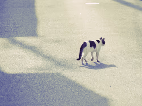 Item #55455677318123595031509472603724202920888355633279889545160944769991568261121 Media