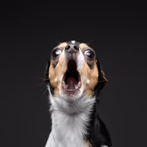 The Dog Assembly
