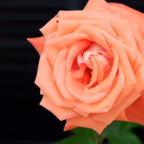 JadeSternPix Collection