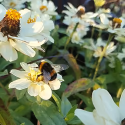 Bumble Bee Flies Between Flowers