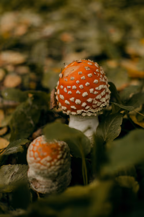 Item #89749655781633695214918973850275472722969414754438239918620403762245639602177 Media