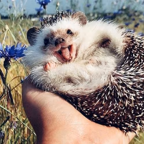 HEDGEHOG