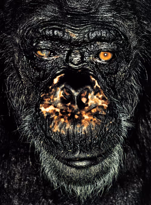 Item #109162157552346088047496633038404394118504199992061596446112929713981826793473 Media