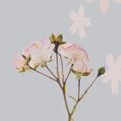 Ether flower (peace)