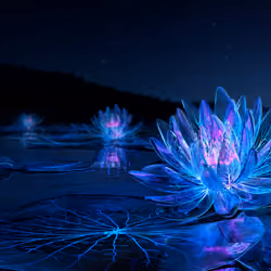 Water Lily